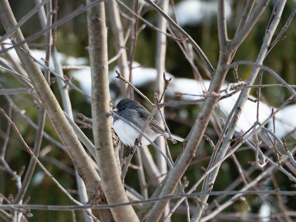 Dark-eyed Junco - ML650530817