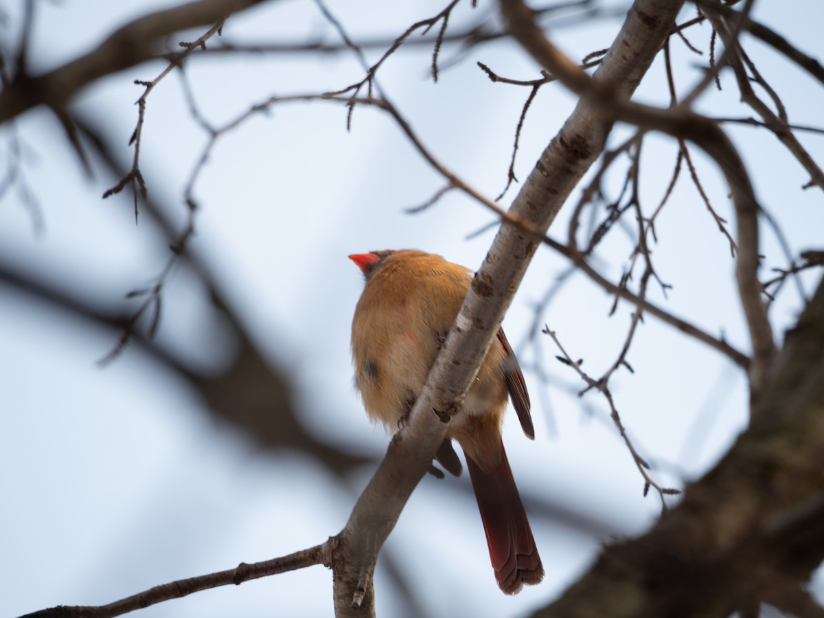 Northern Cardinal - ML650530824