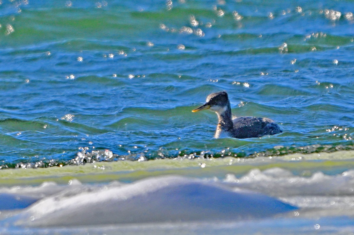 赤頸鸊鷉 - ML650530888