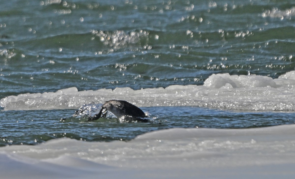 赤頸鸊鷉 - ML650530889