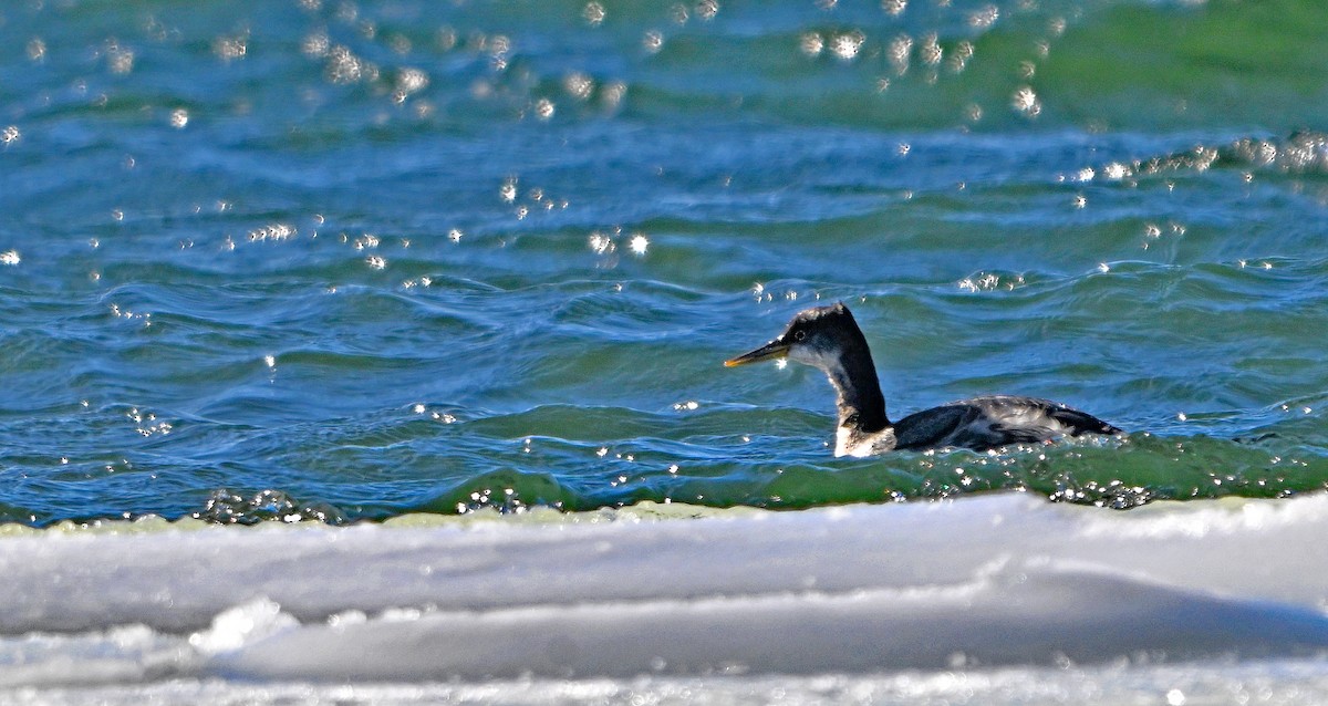 赤頸鸊鷉 - ML650530890