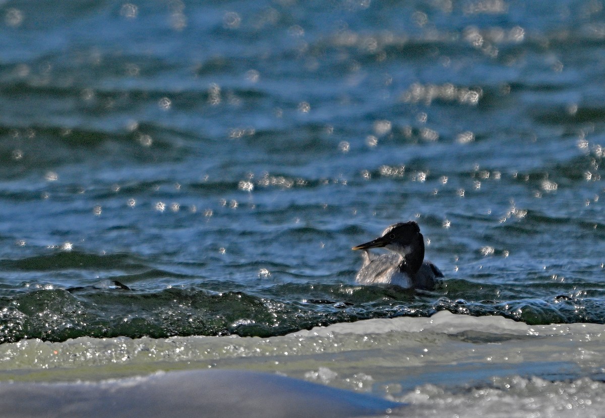 赤頸鸊鷉 - ML650530893