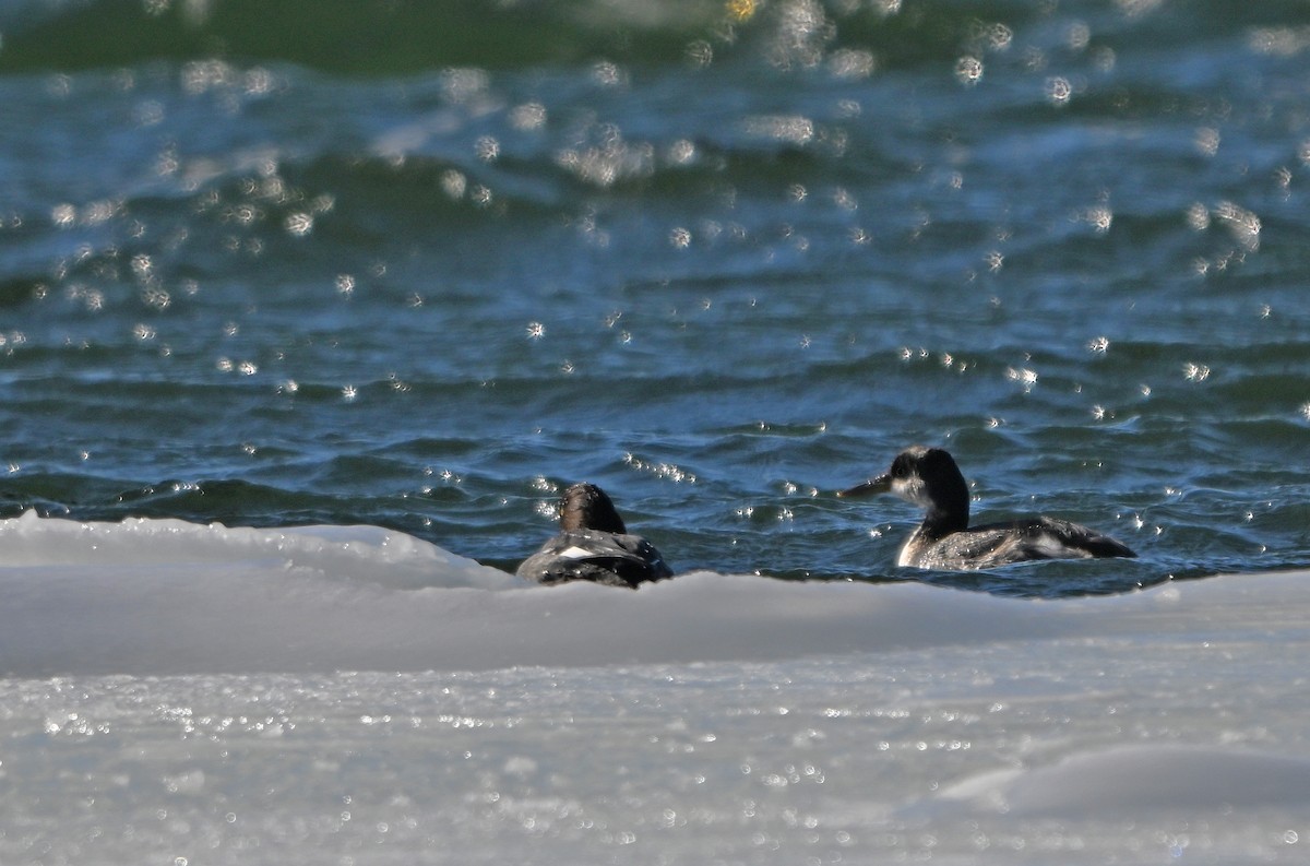 赤頸鸊鷉 - ML650530894