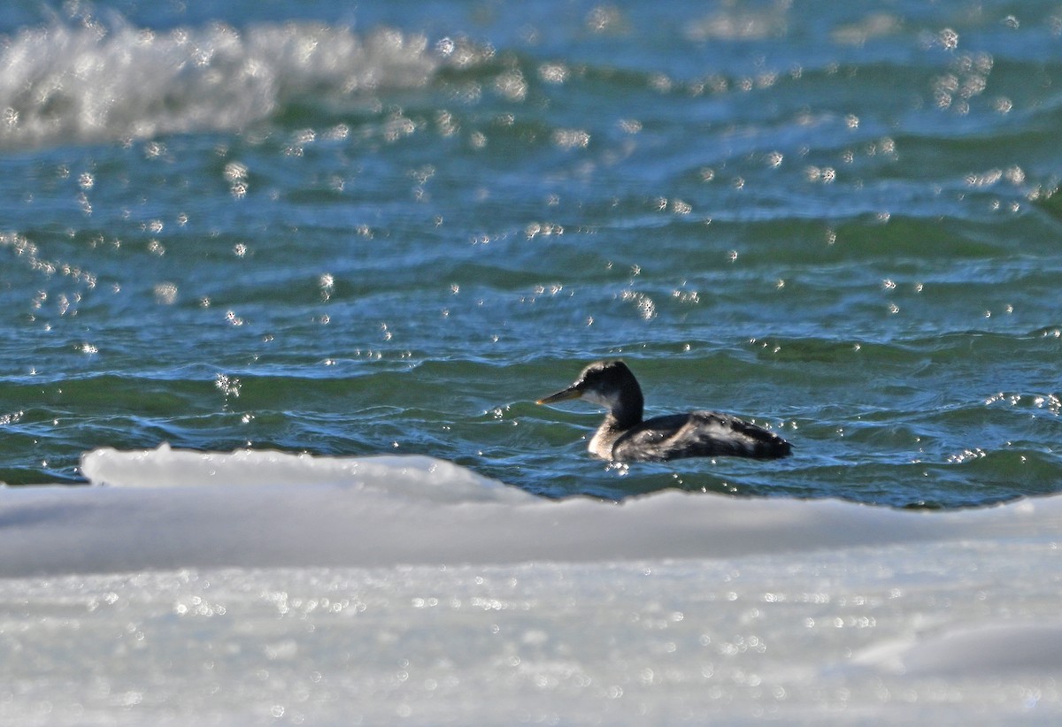 赤頸鸊鷉 - ML650530895