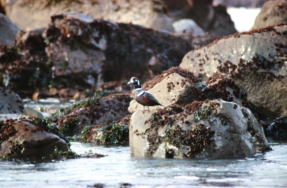 Palyaço Ördeği - ML650530974