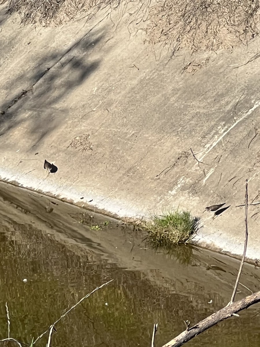 Solitary Sandpiper - ML650531029