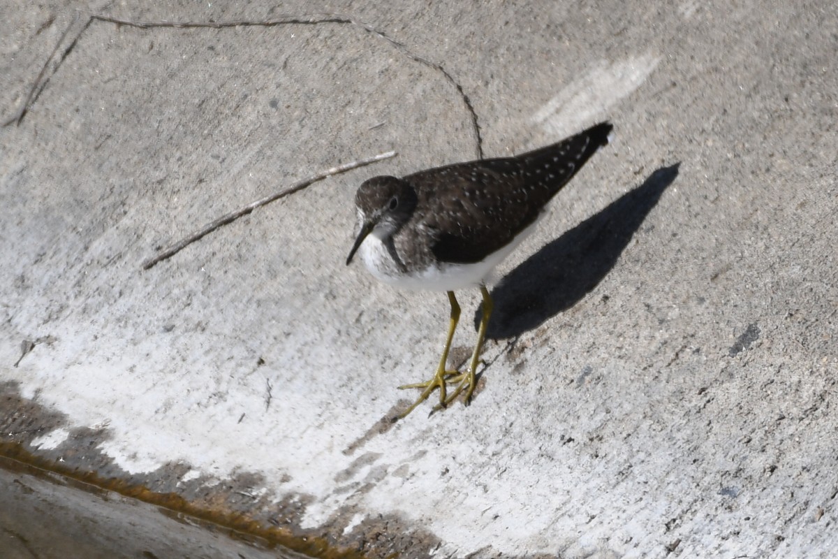 Solitary Sandpiper - ML650531030
