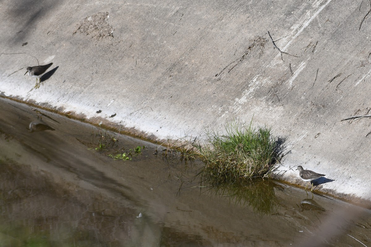 Solitary Sandpiper - ML650531032