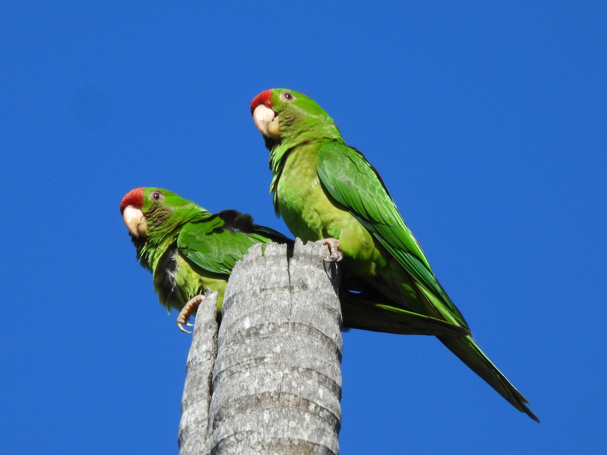 Scarlet-fronted Parakeet - ML650531163