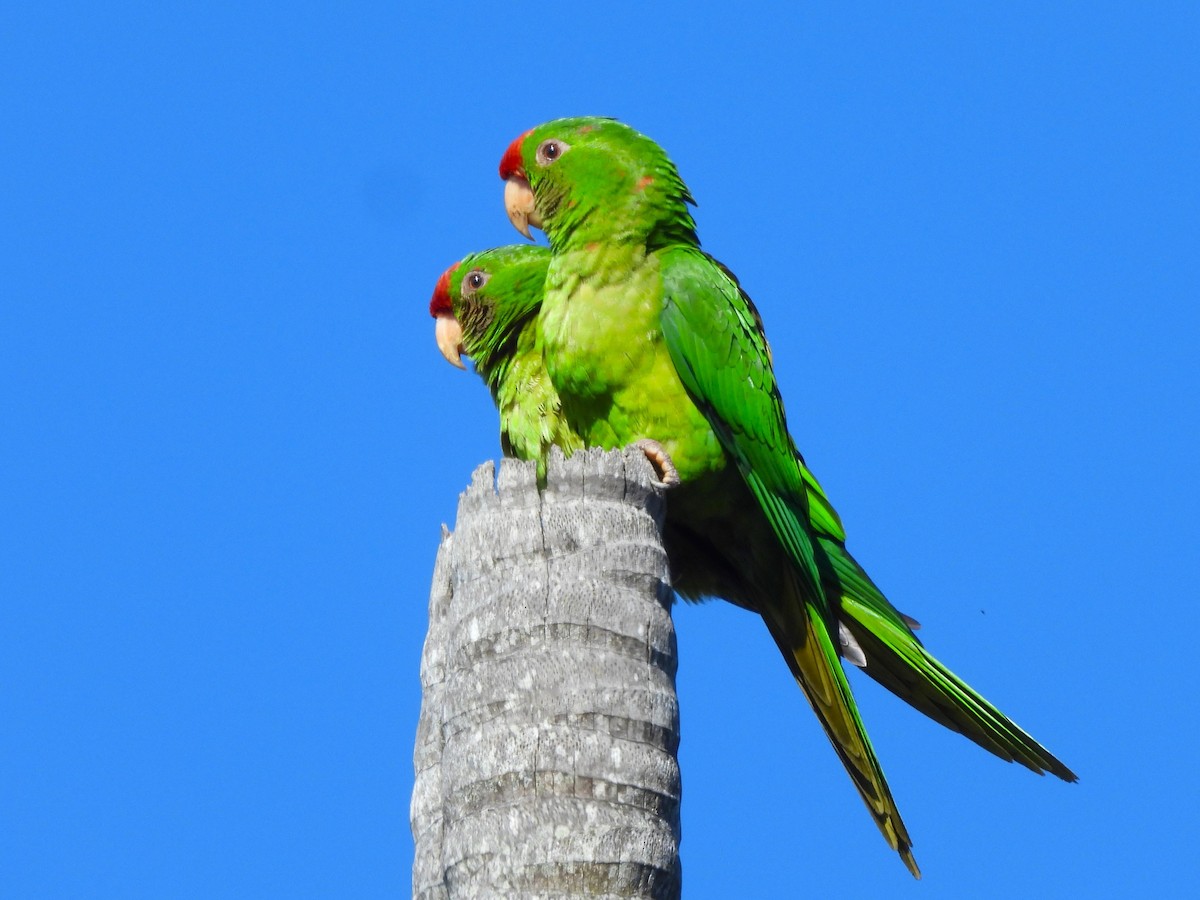 Scarlet-fronted Parakeet - ML650531164