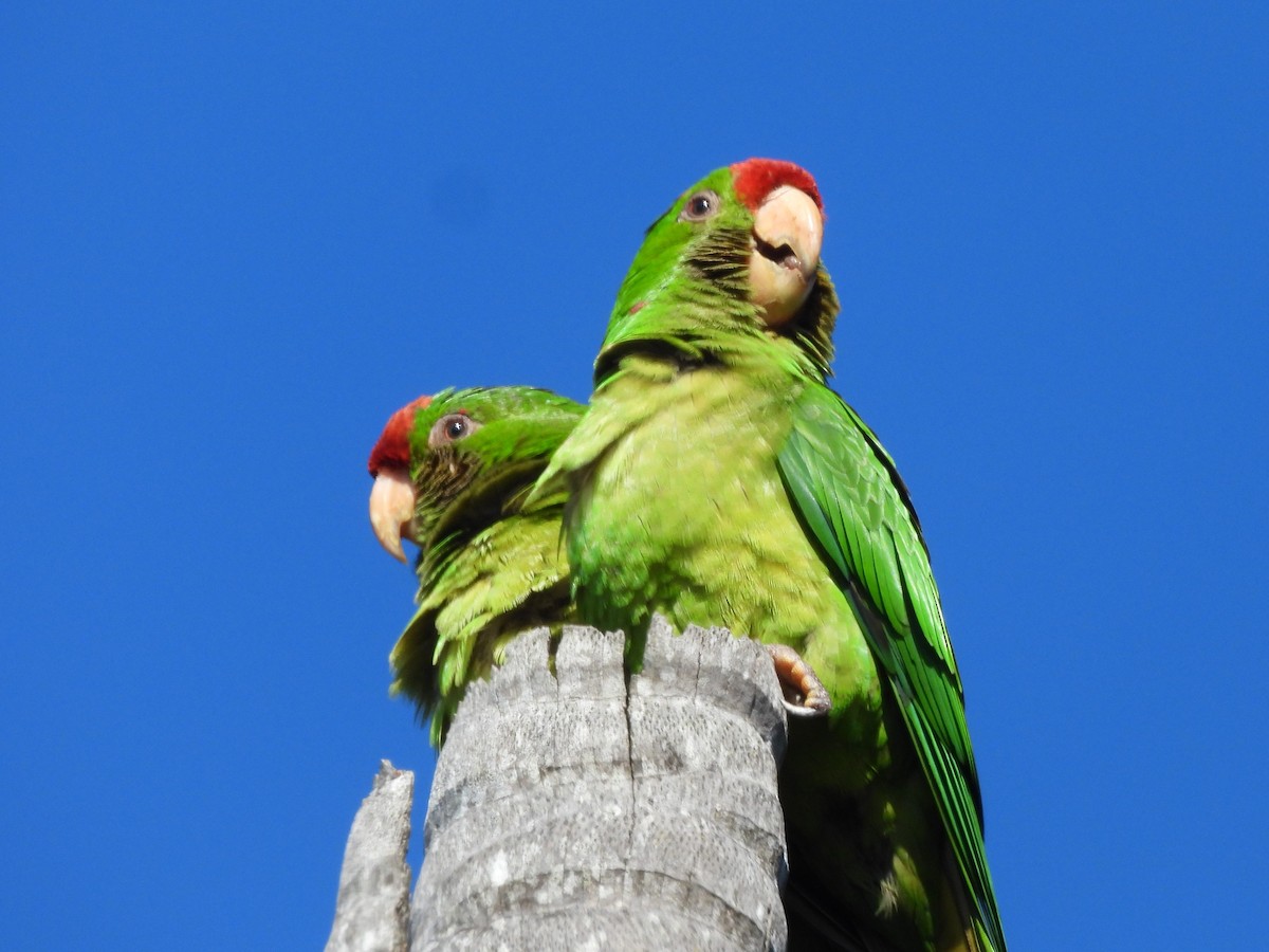 Scarlet-fronted Parakeet - ML650531165
