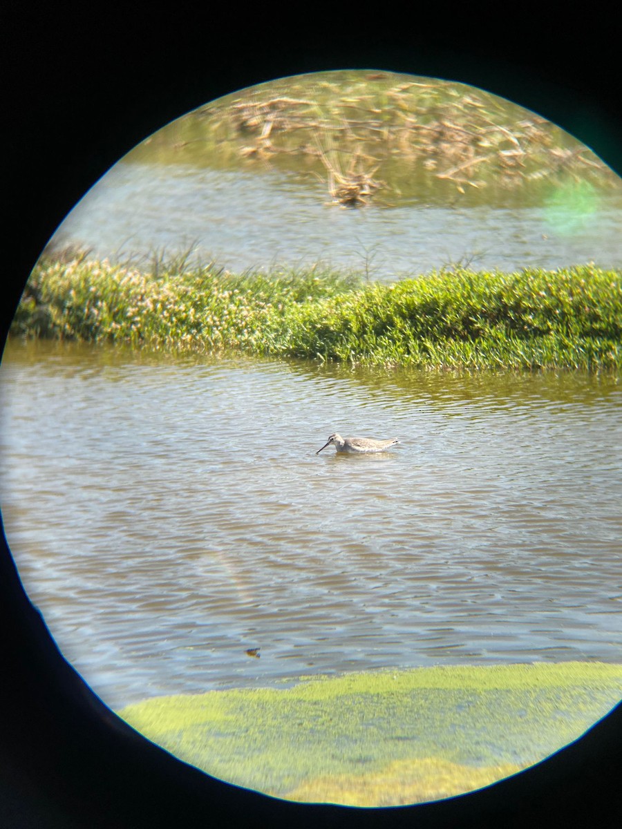 Spotted Redshank - ML650531276