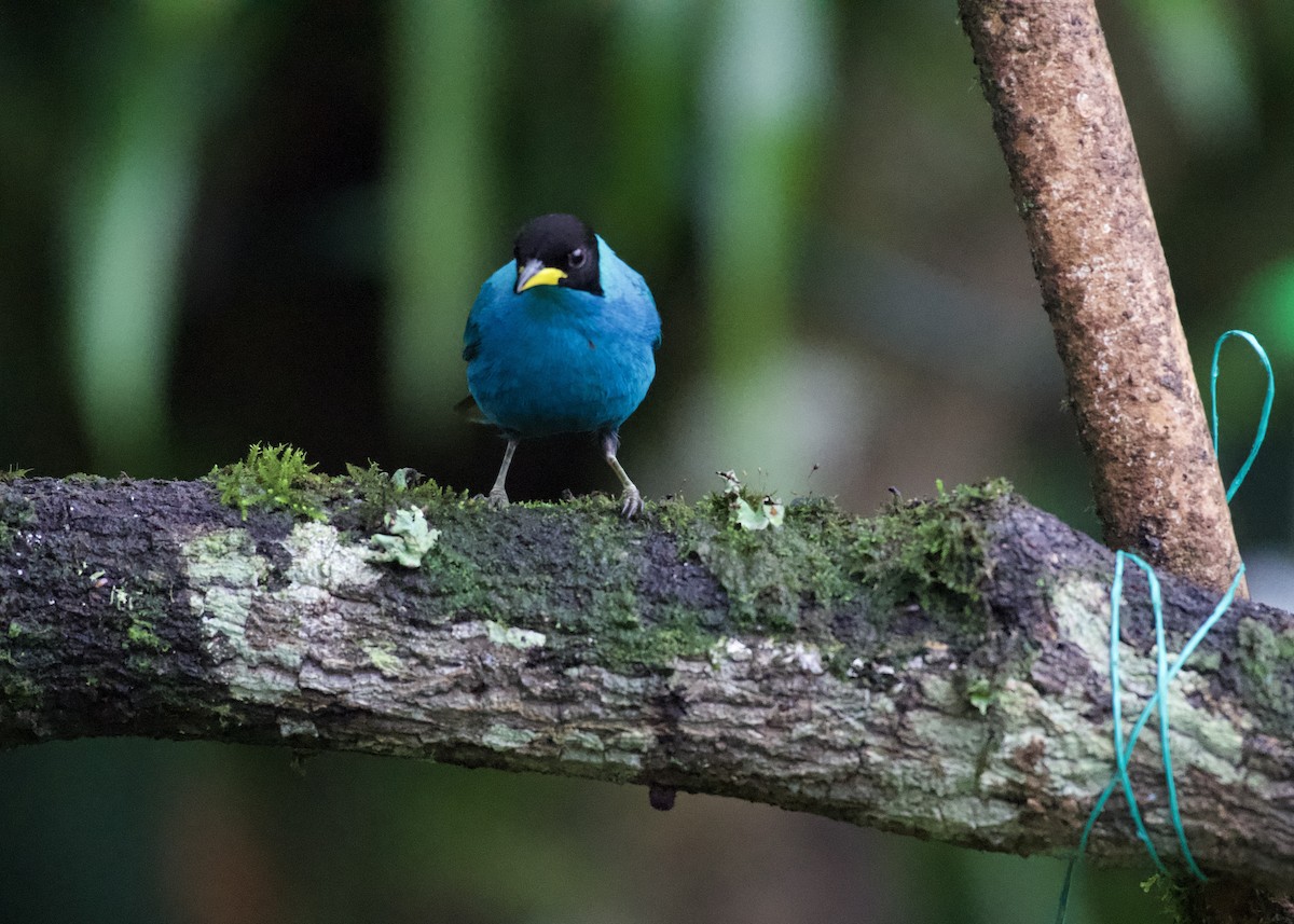 Kappennaschvogel - ML650531395