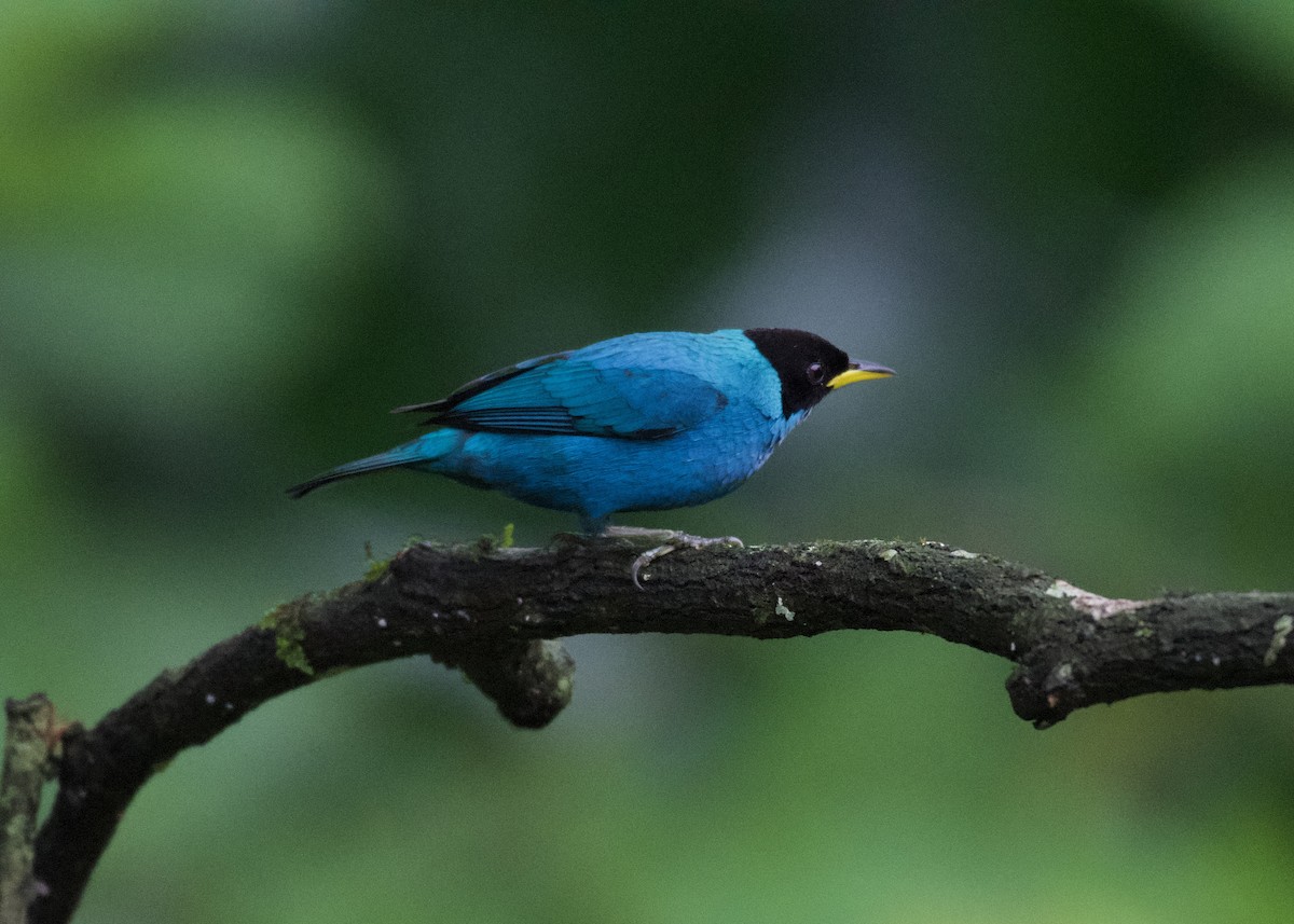 Kappennaschvogel - ML650531396