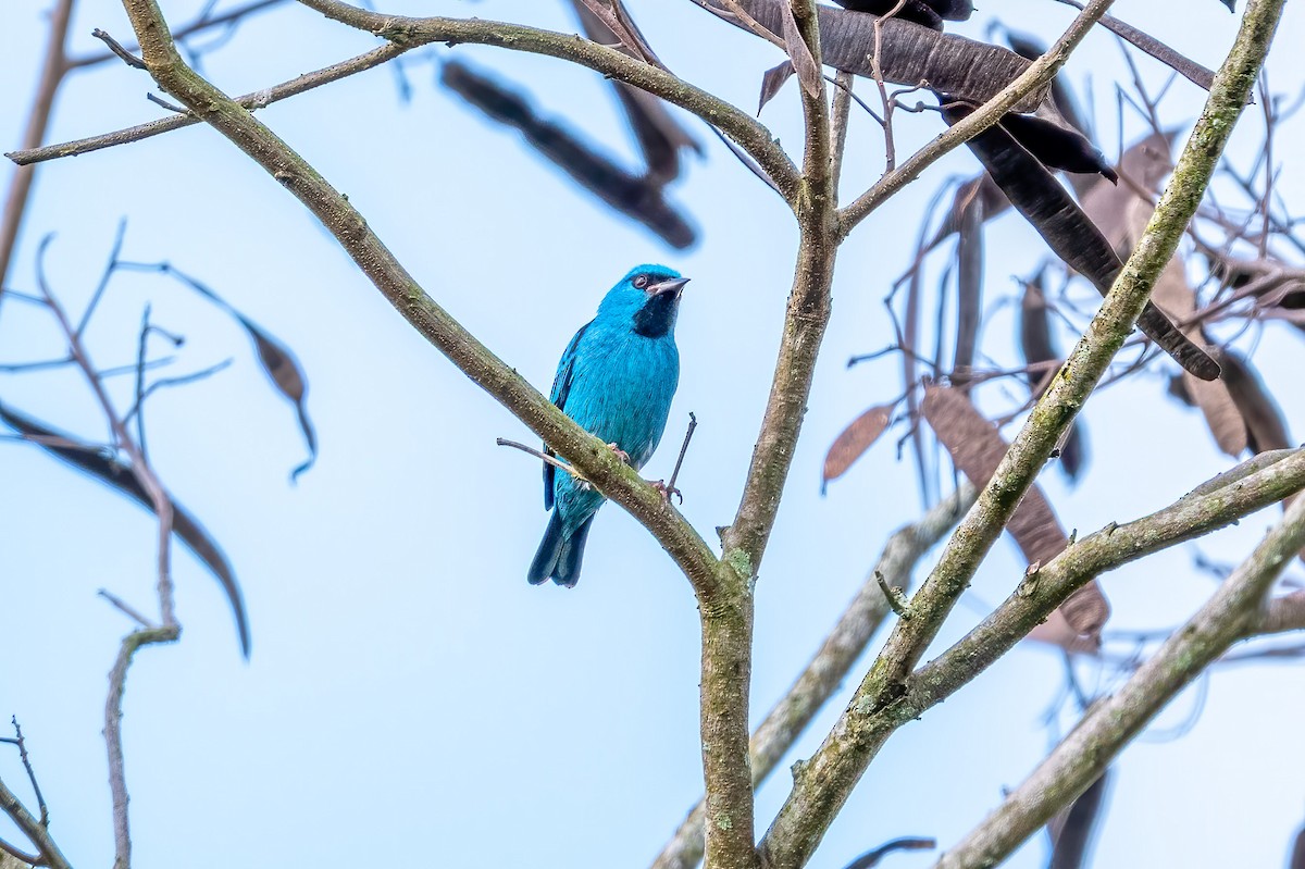 ヒワミツドリ - ML650531411