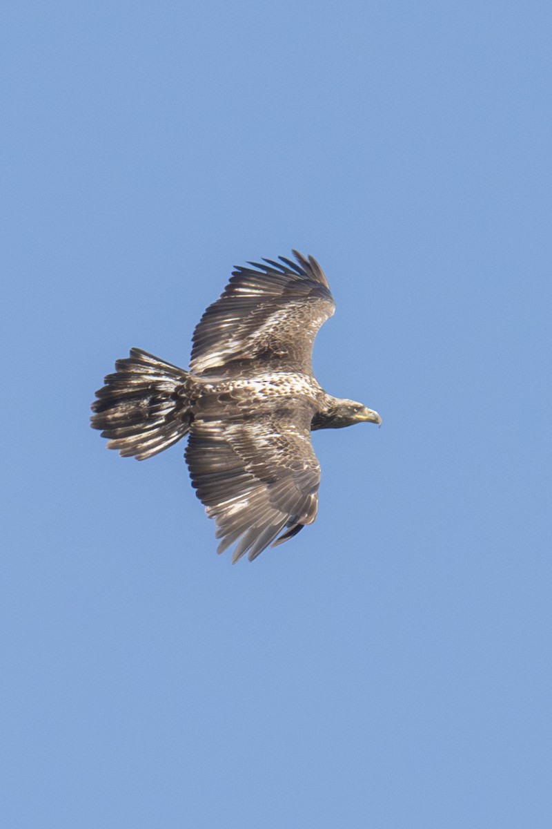 Bald Eagle - ML650531412