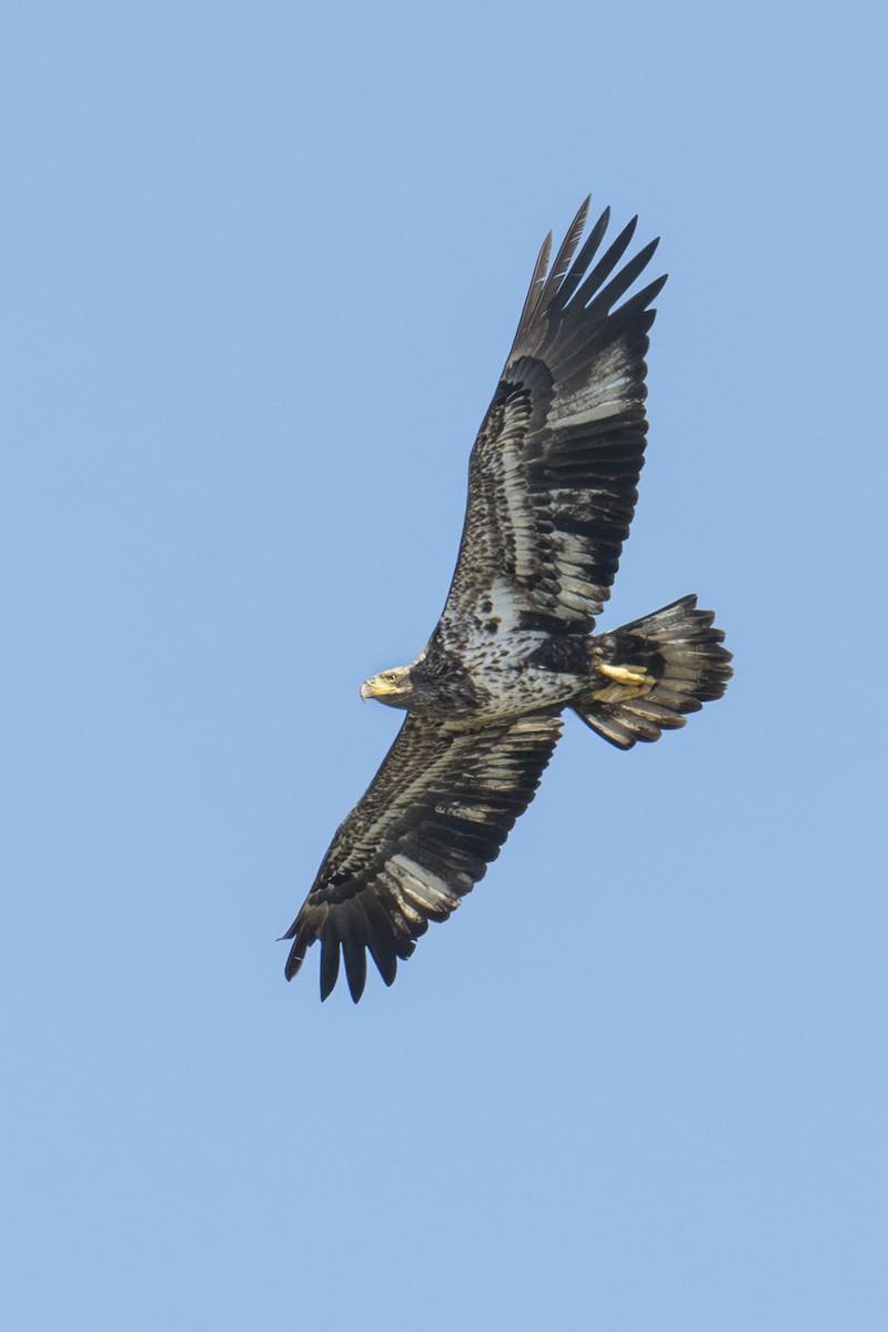 Bald Eagle - ML650531413