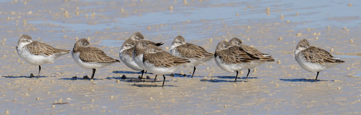 Western Sandpiper - ML650531432