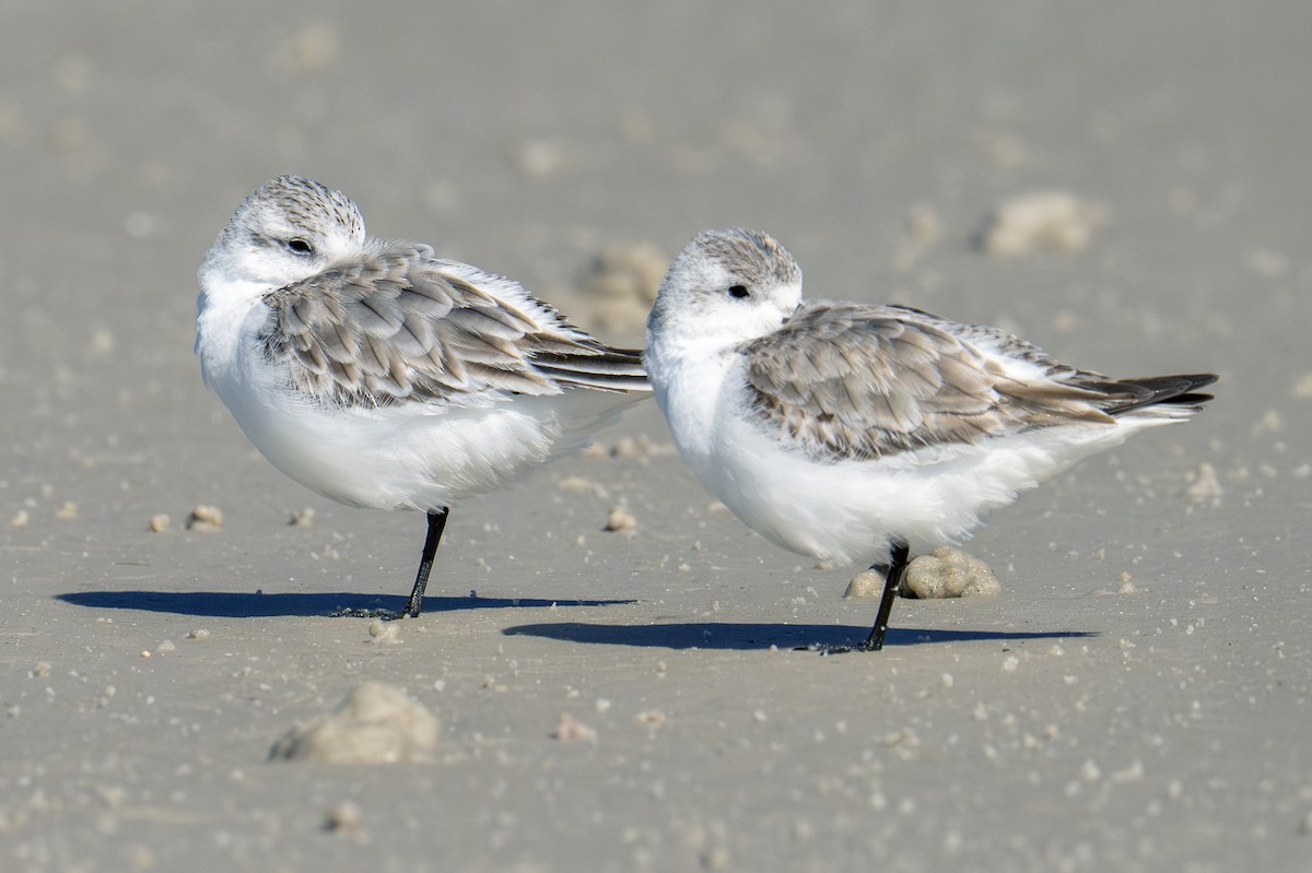 Sanderling - ML650531525