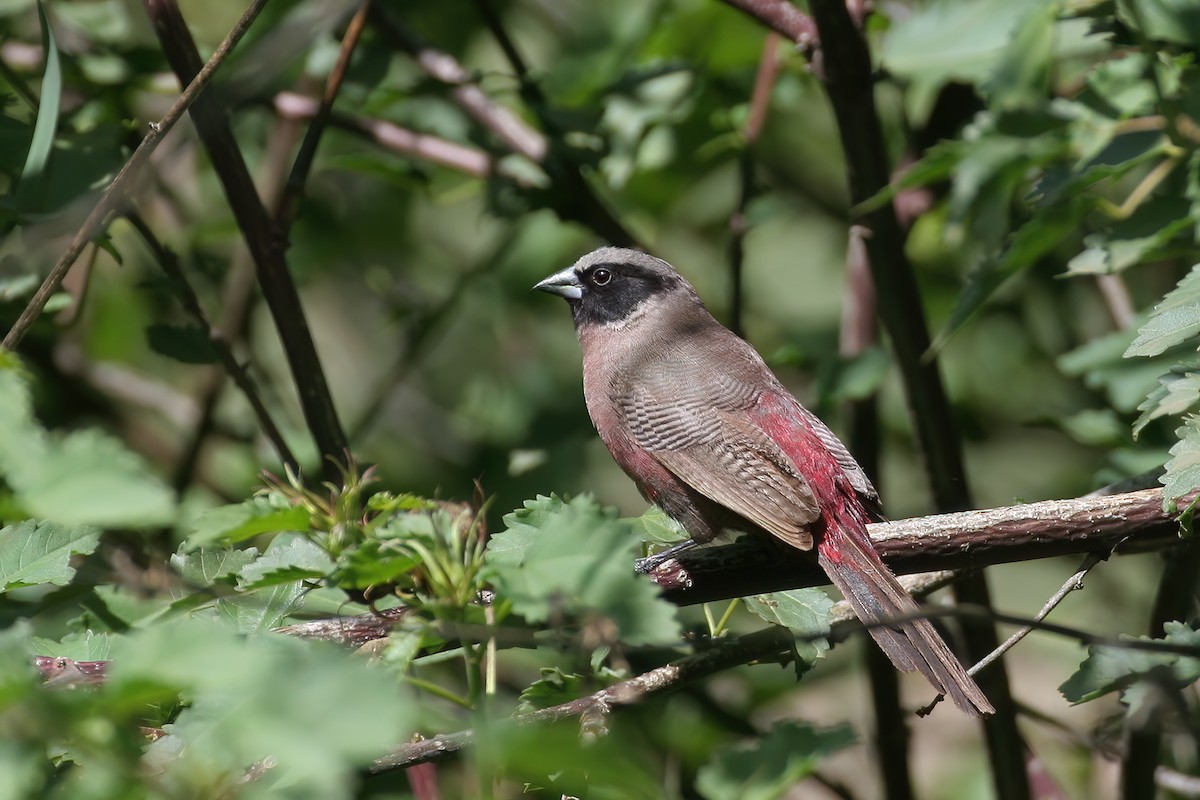 Black-faced Waxbill - ML650531538