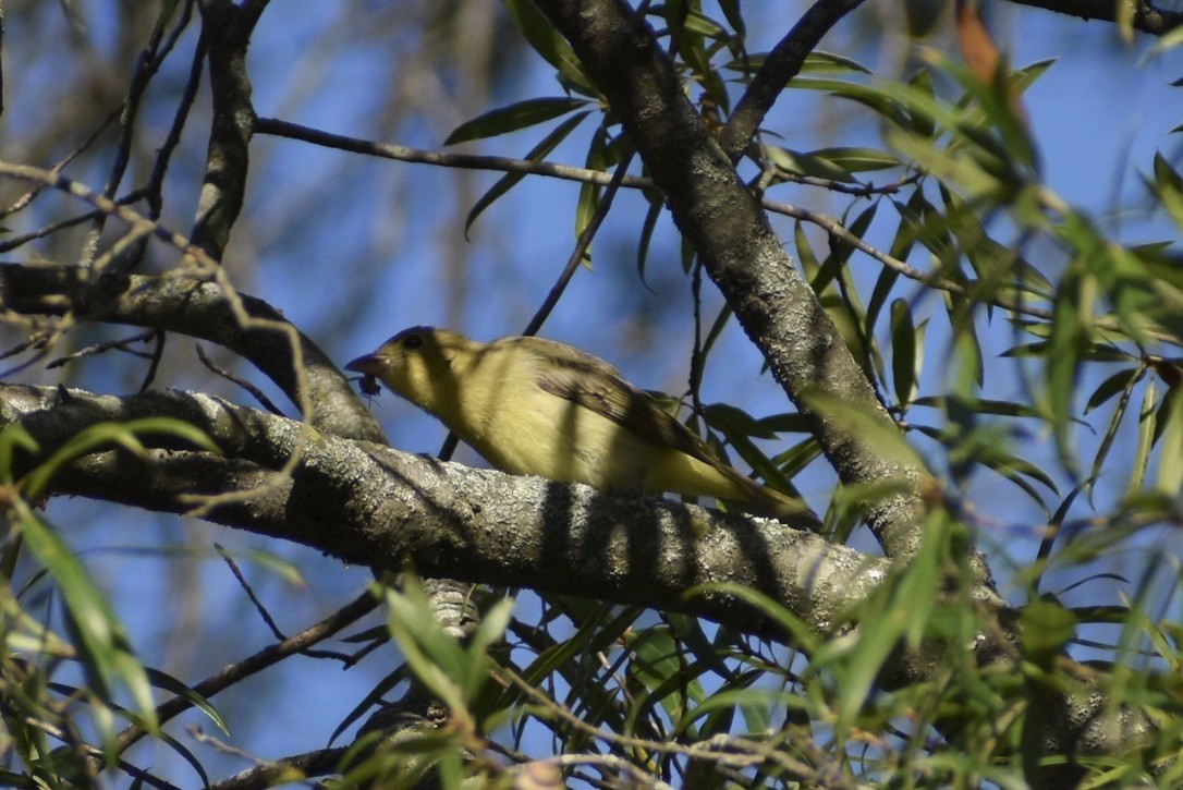 Scarlet Tanager - ML650531626