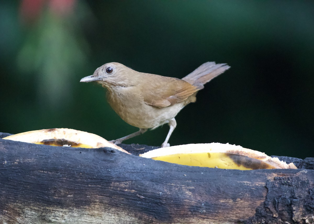 Kakaodrossel - ML650531778