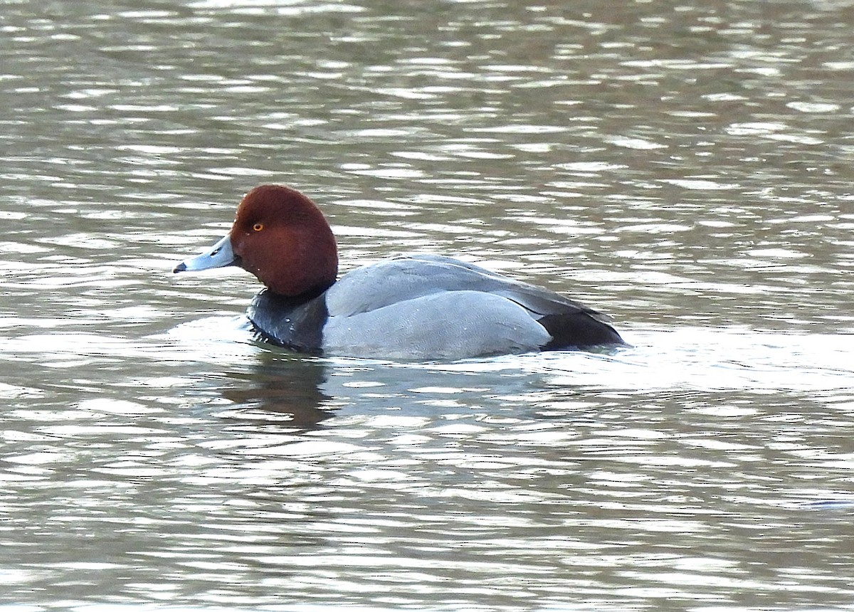 kobberhodeand - ML650531808