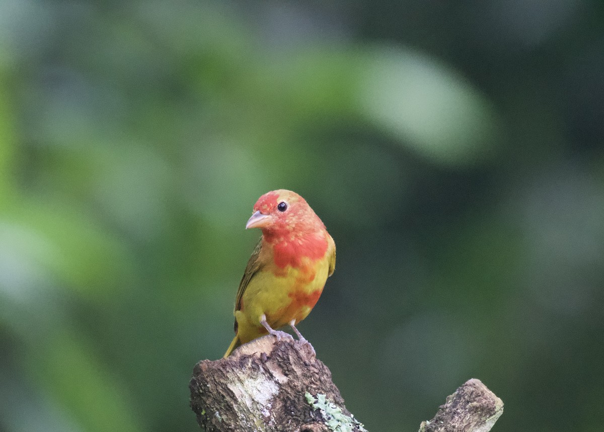 Sommerkardinal - ML650531835