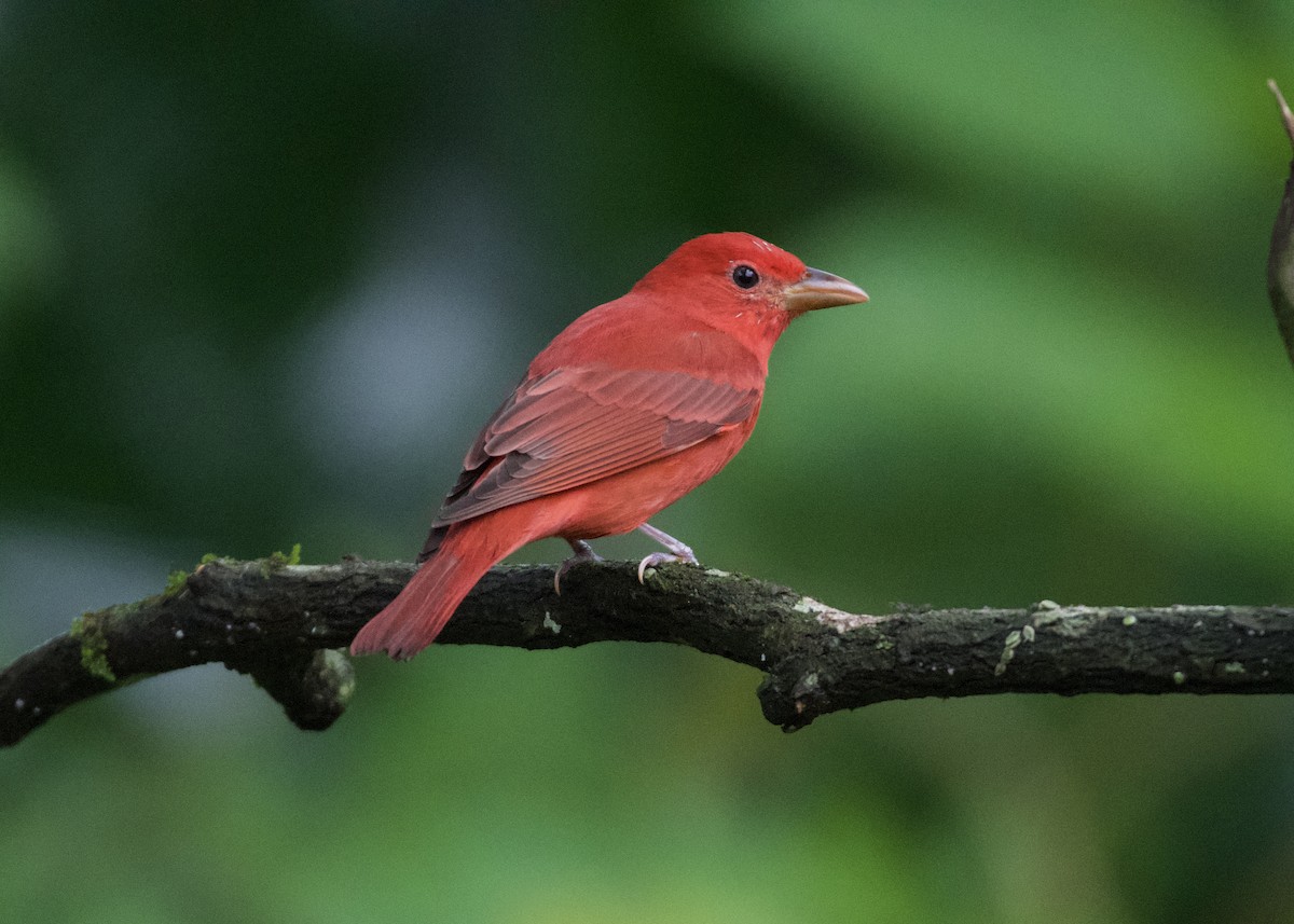 Sommerkardinal - ML650531836