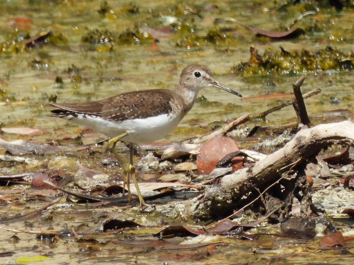 Solitary Sandpiper - ML650531860