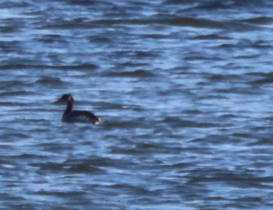 赤頸鸊鷉 - ML650531878