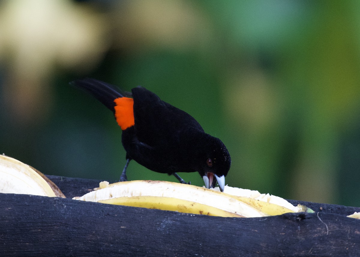 Feuerbürzeltangare - ML650531938