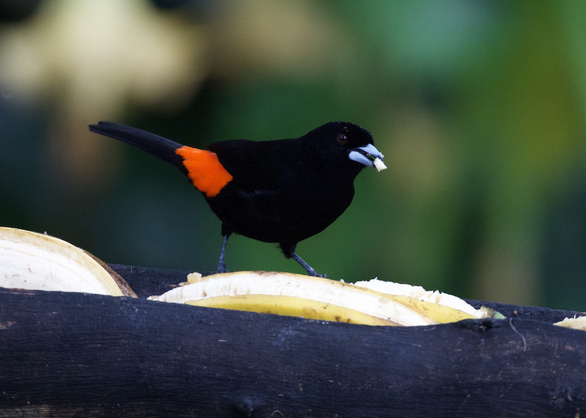 Feuerbürzeltangare - ML650531939