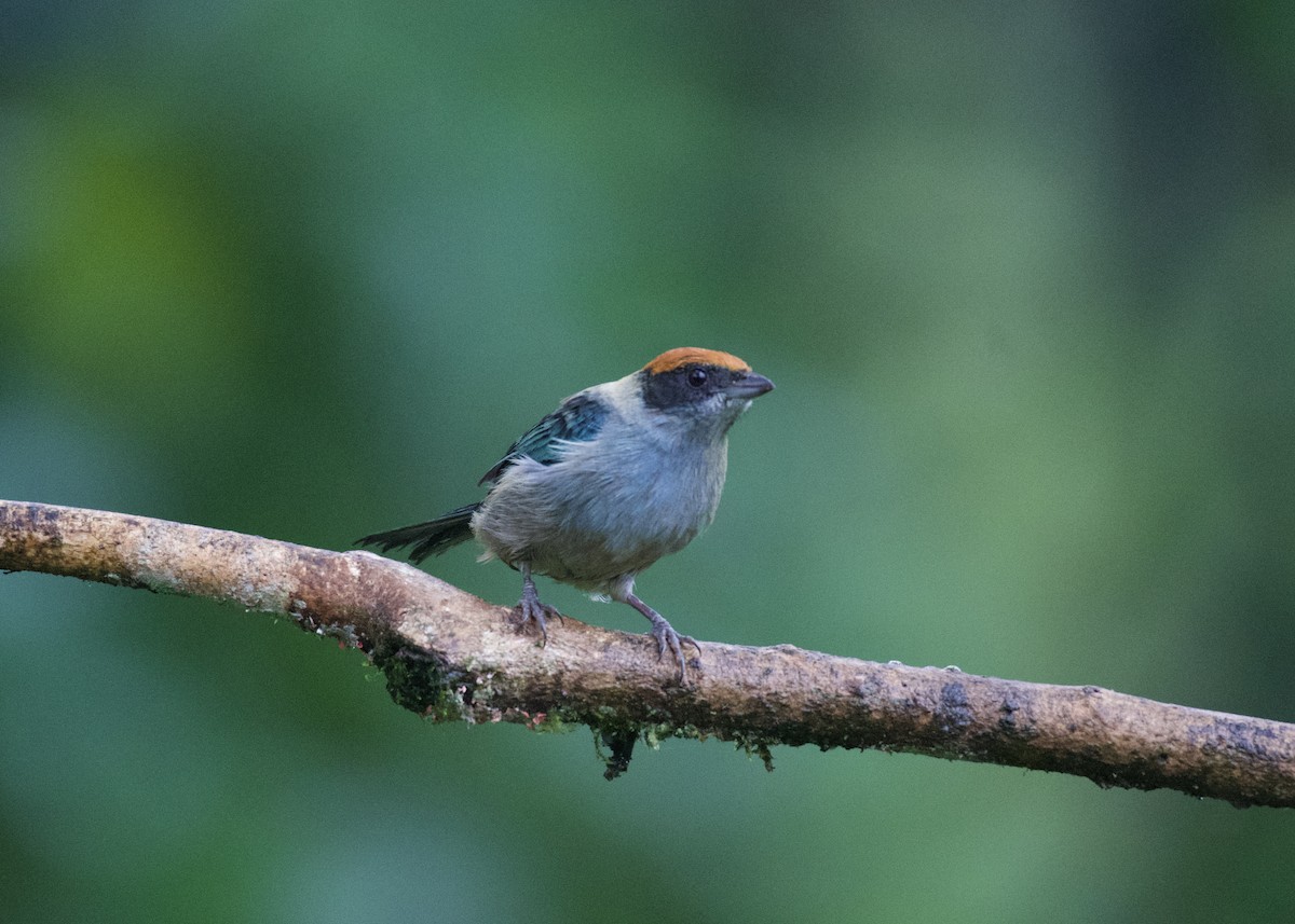 Rotscheiteltangare - ML650531970