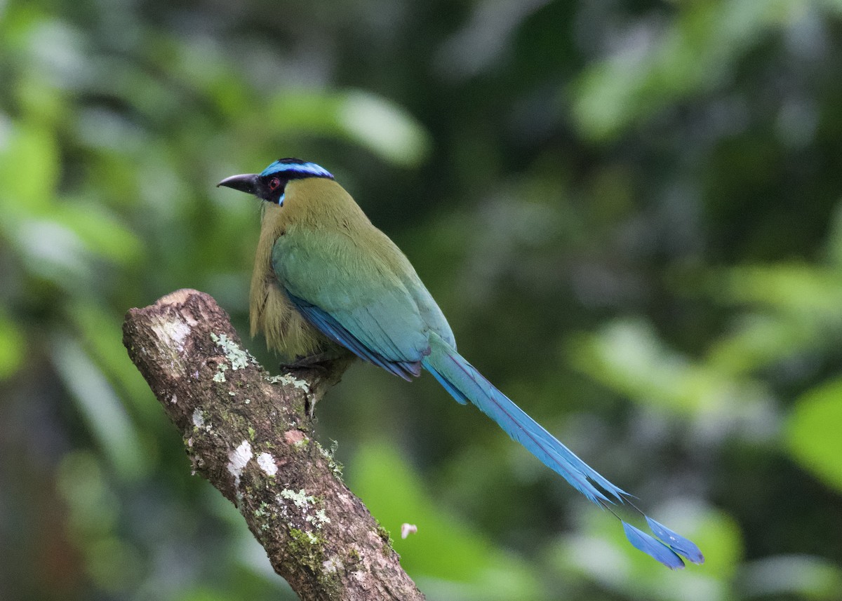 Hochlandmotmot - ML650532002