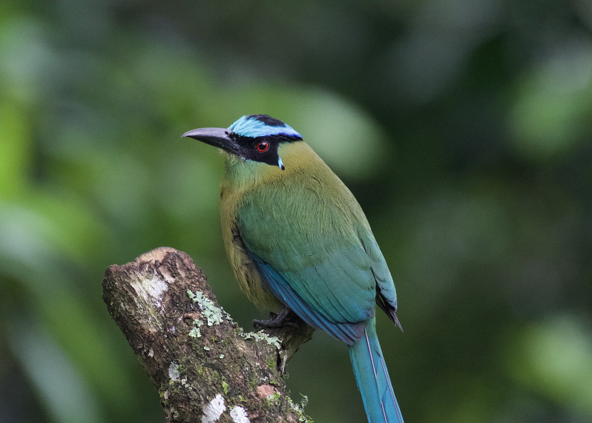 Hochlandmotmot - ML650532004