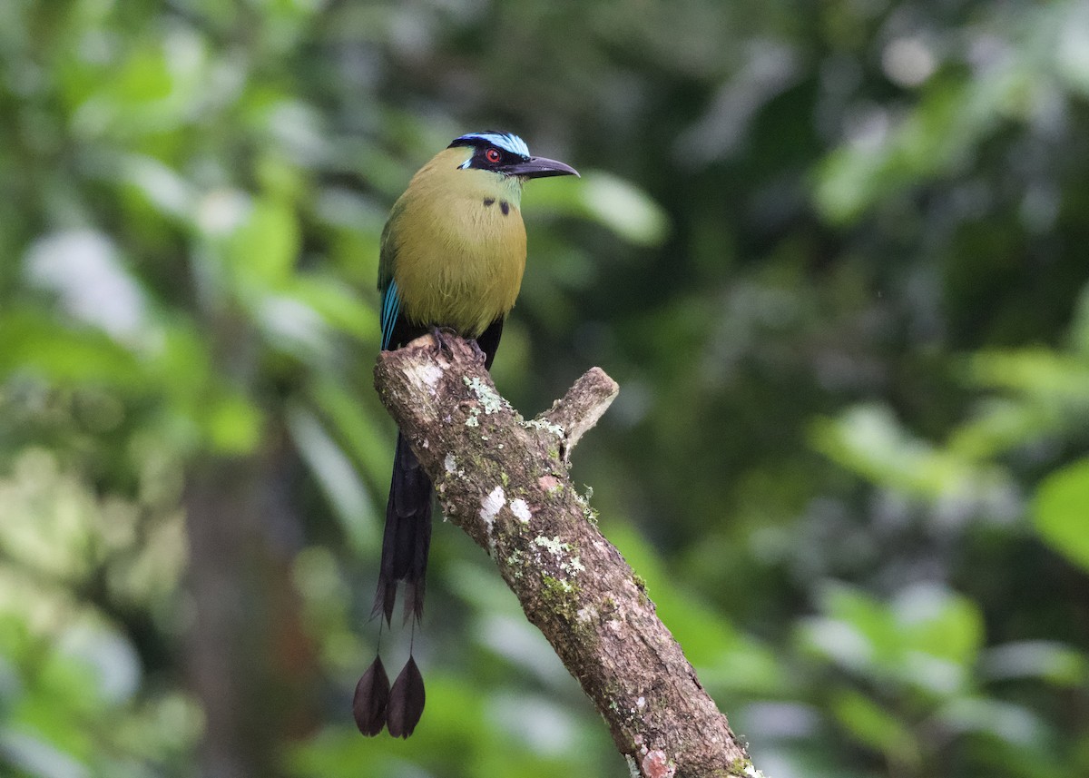 Hochlandmotmot - ML650532005