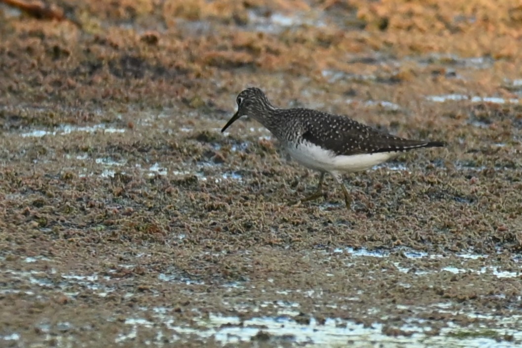 Solitary Sandpiper - ML650532010