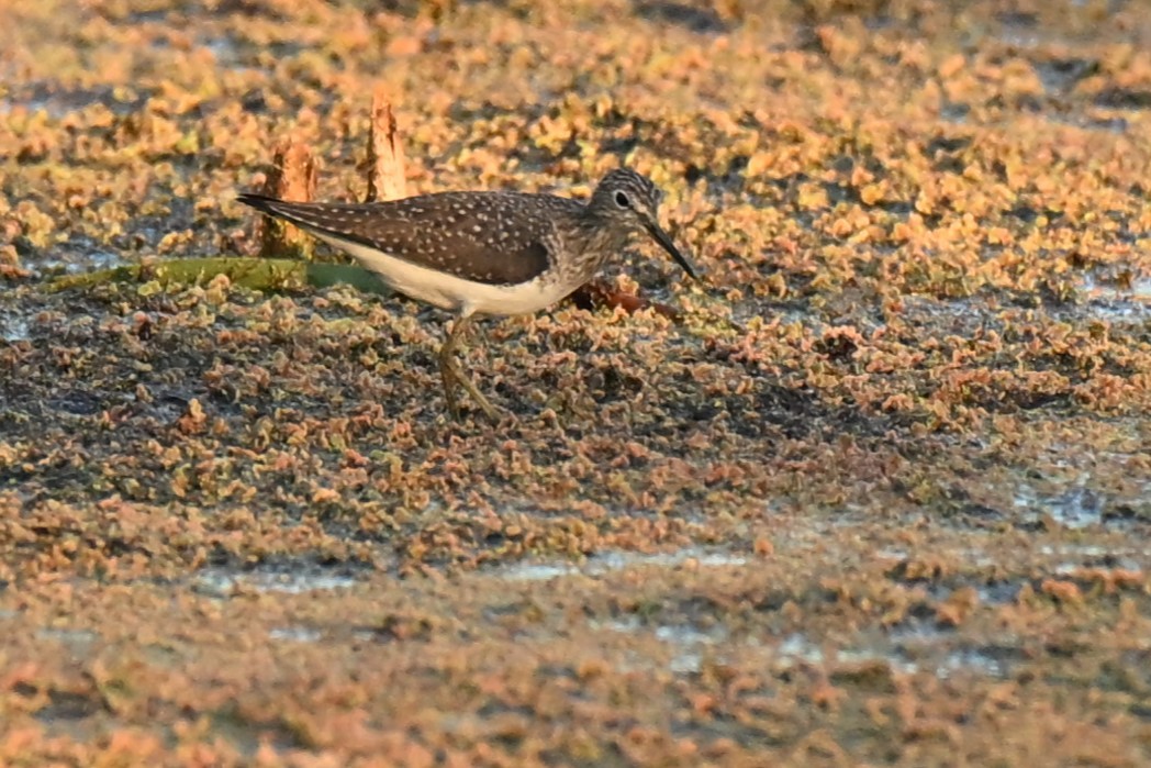 Solitary Sandpiper - ML650532016