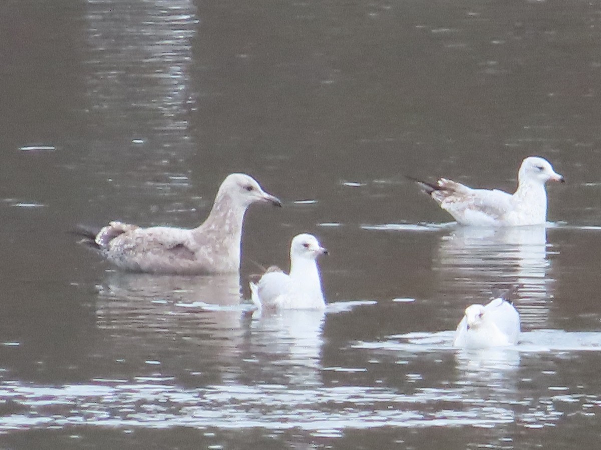 American Herring Gull - ML650532289