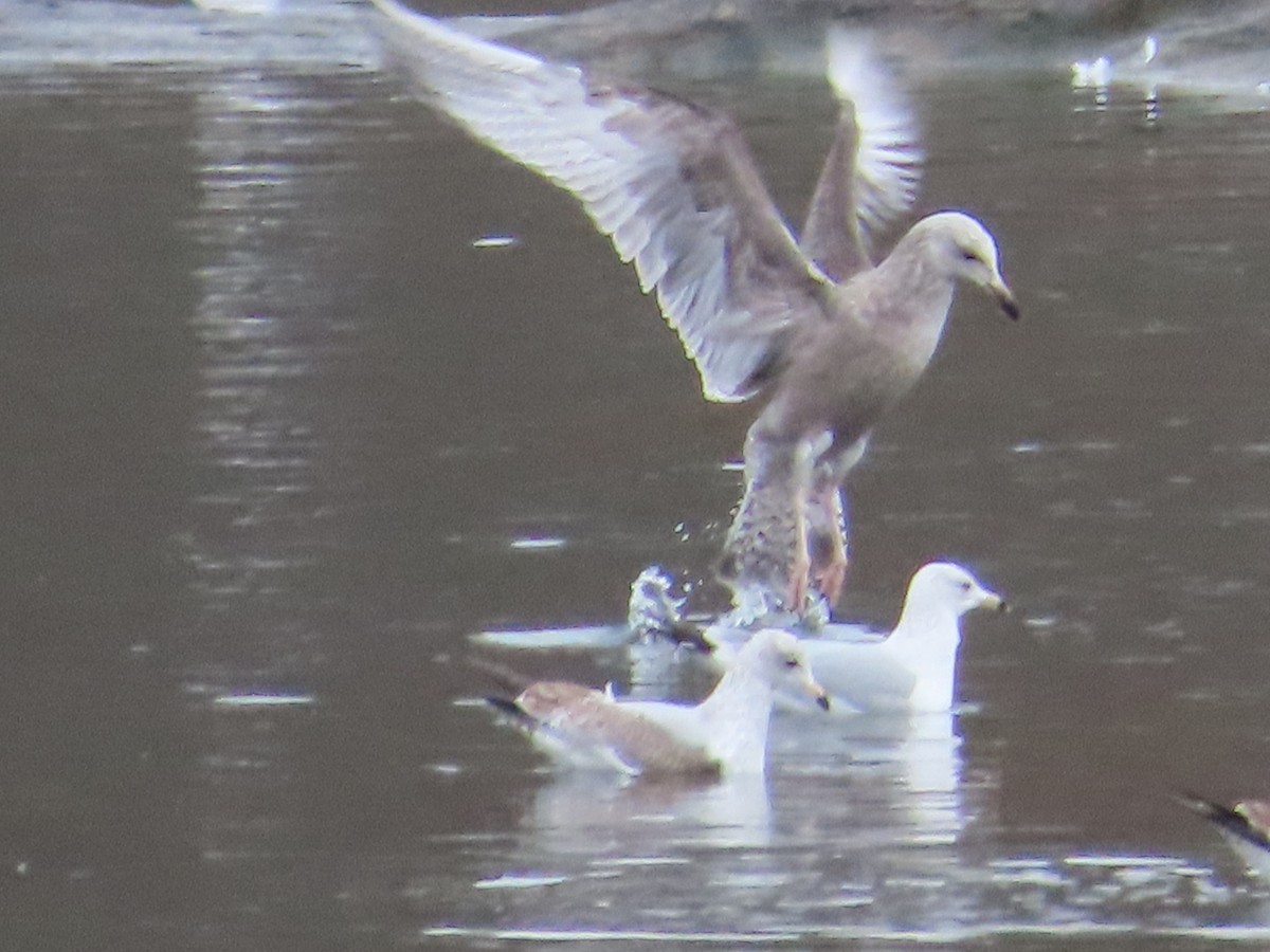 American Herring Gull - ML650532316