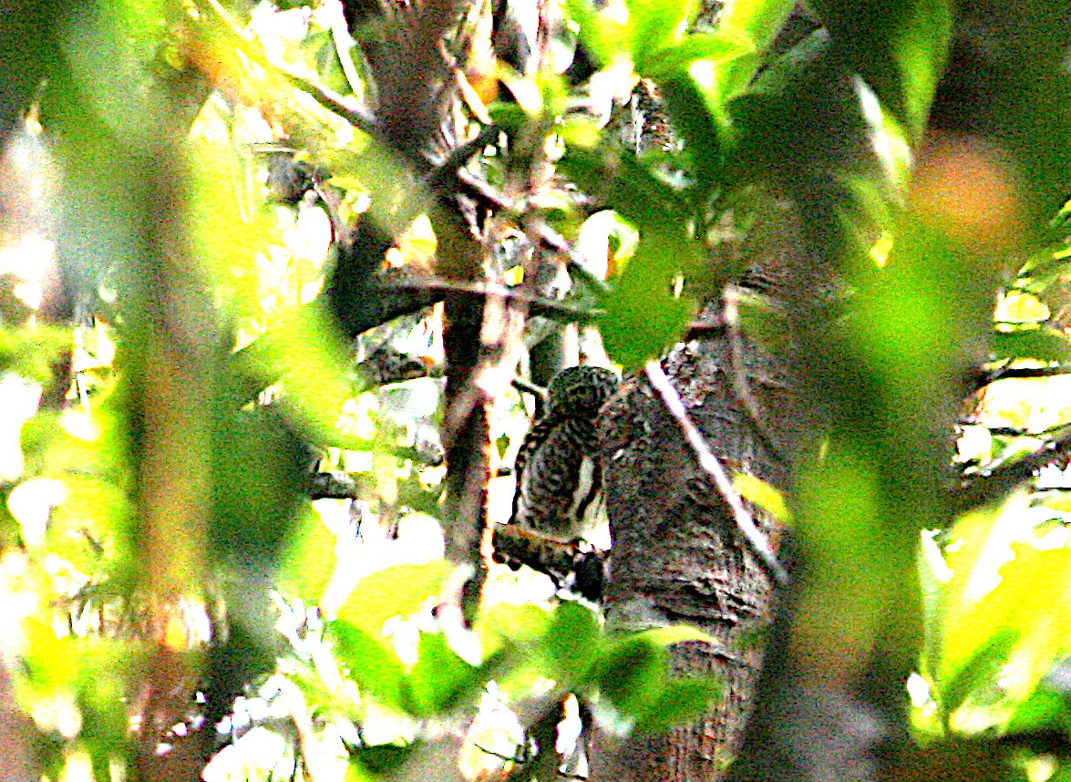 Collared Owlet - ML650532333