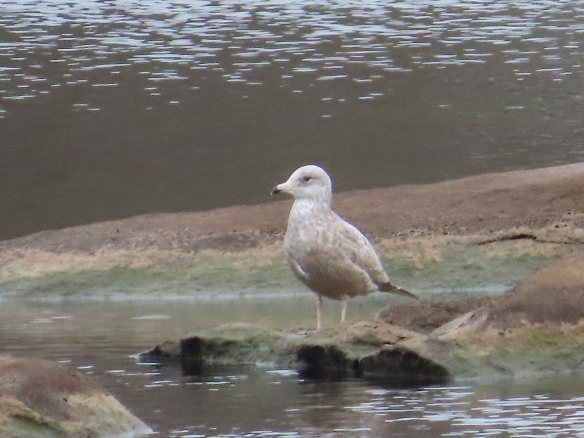 American Herring Gull - ML650532393