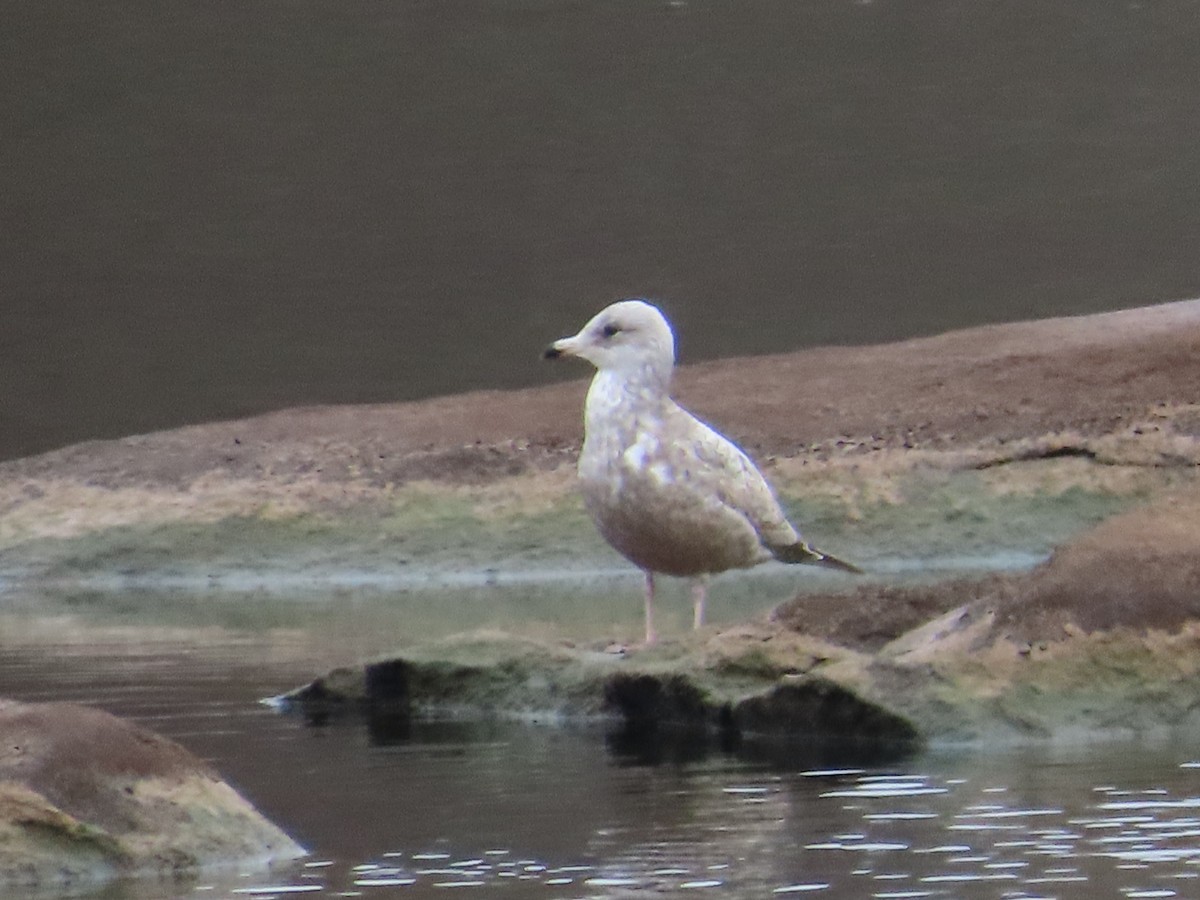 American Herring Gull - ML650532404