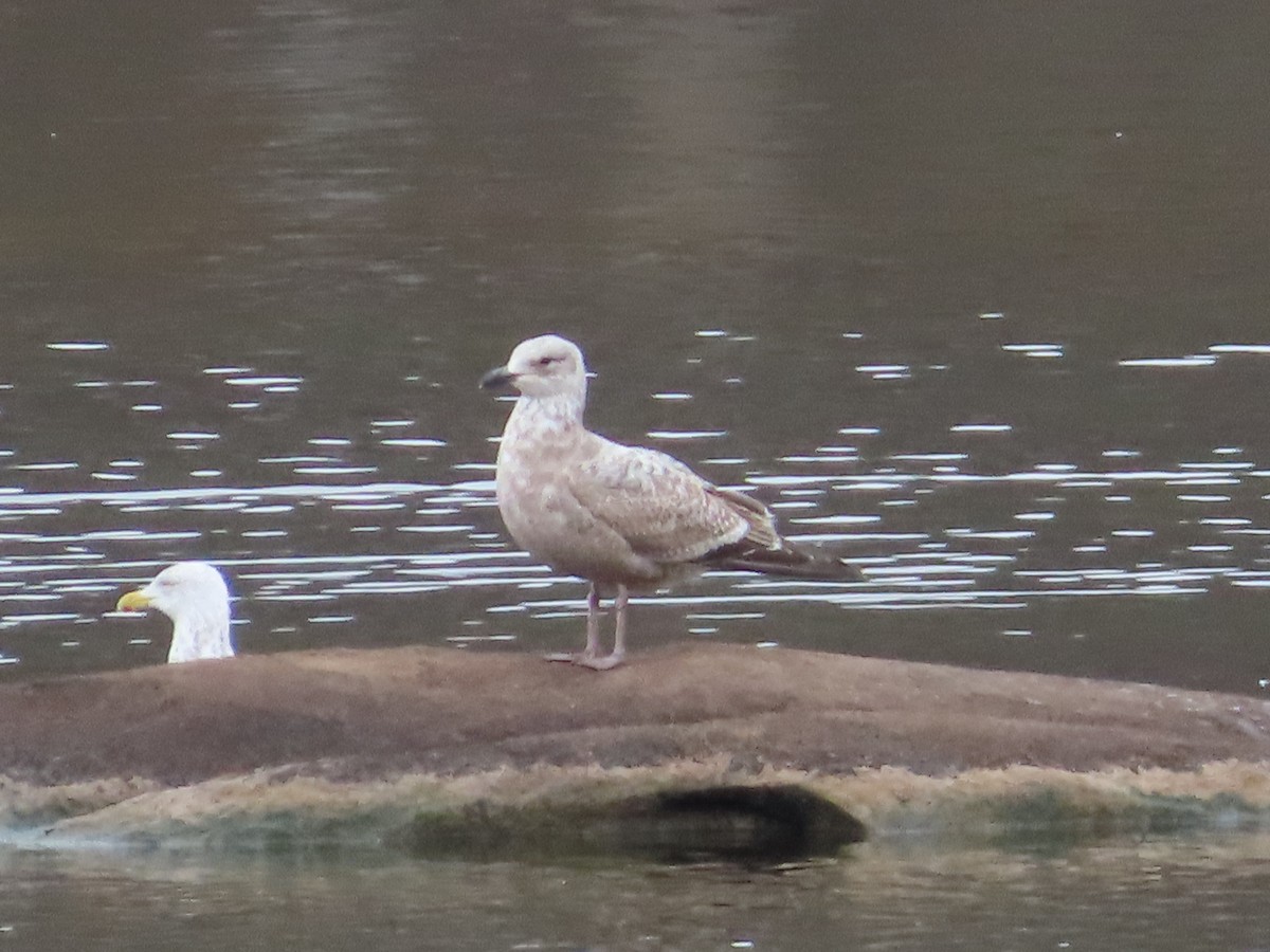American Herring Gull - ML650532452