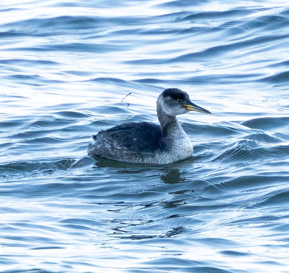 赤頸鸊鷉 - ML650532505