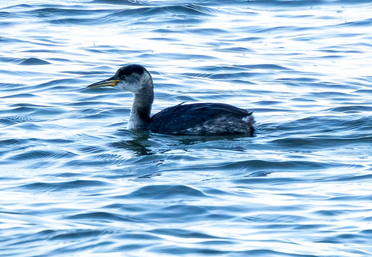 赤頸鸊鷉 - ML650532516