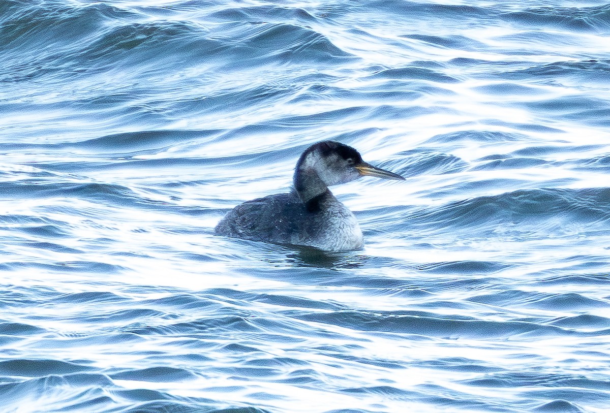 赤頸鸊鷉 - ML650532529