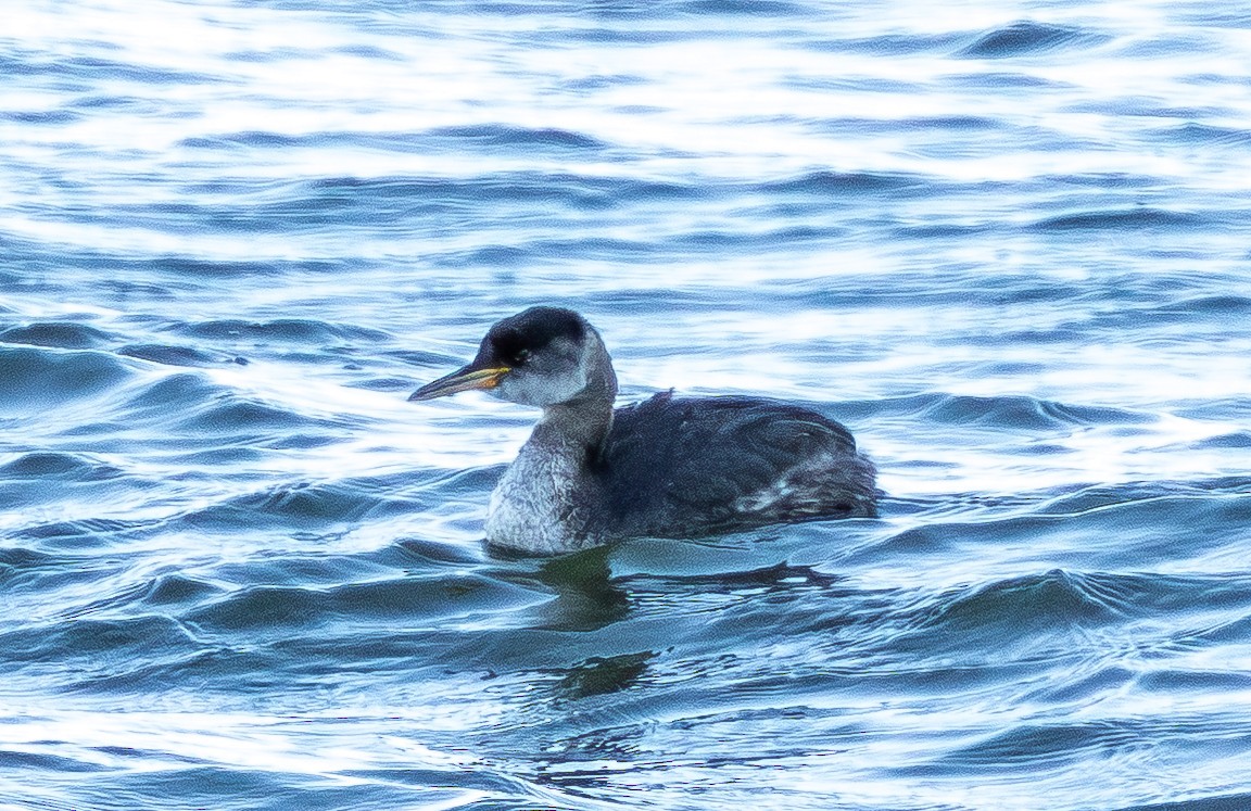 赤頸鸊鷉 - ML650532549