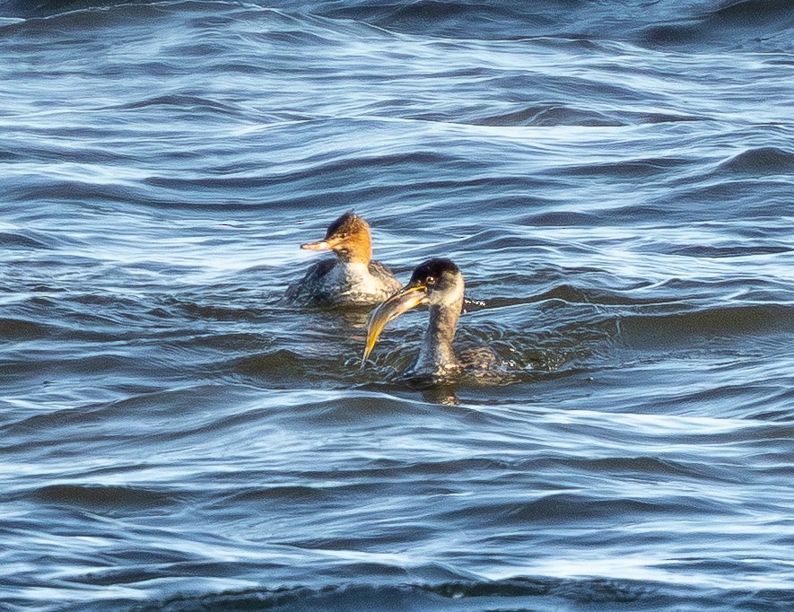 赤頸鸊鷉 - ML650532567